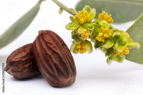Jojoba seeds and flowers (Simmondsia chinensis)