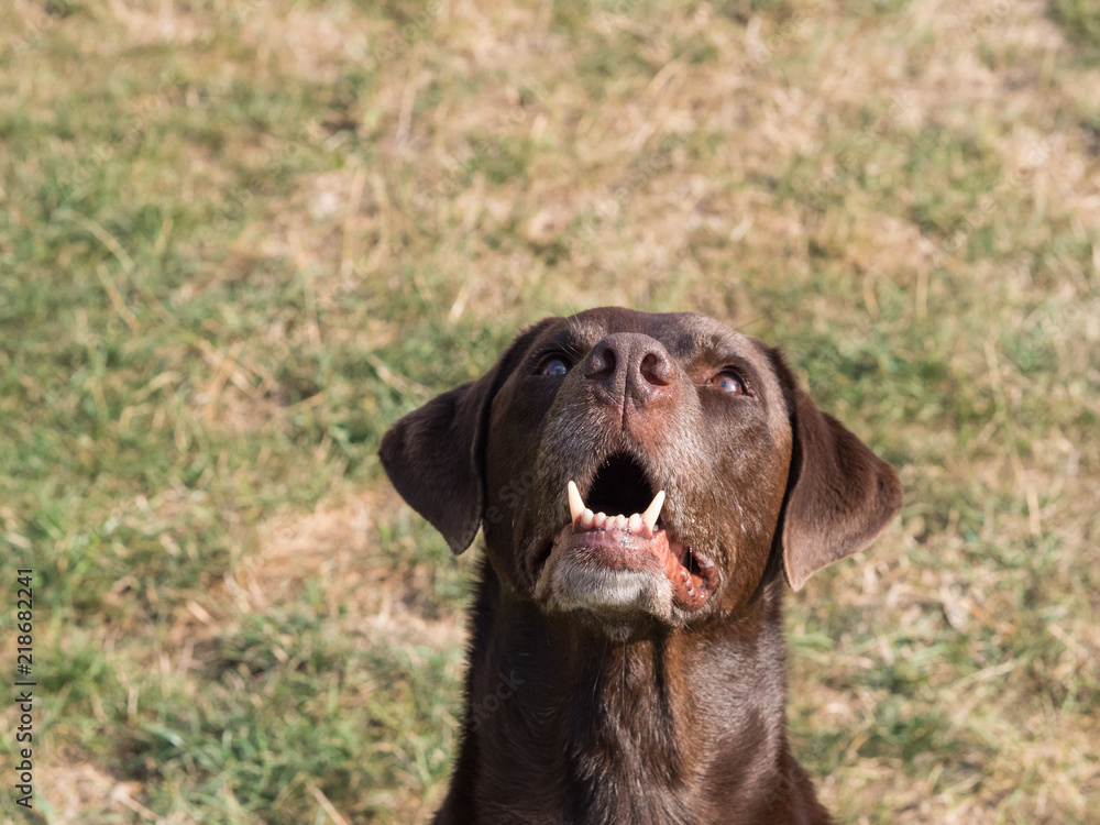 Brown Labrador Retriever Dog