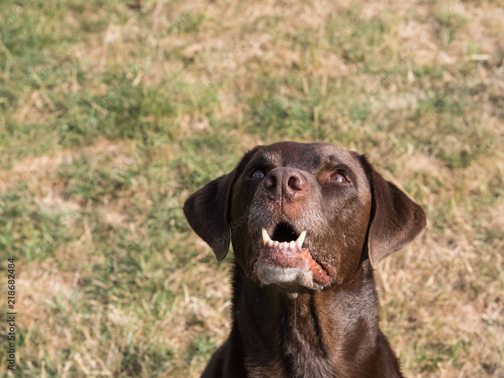 Brown Labrador Retriever Dog Brown Labrador Retriever Dog