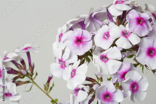 Delicate phlox flowers with bright center isolated on a pink background  close-up.