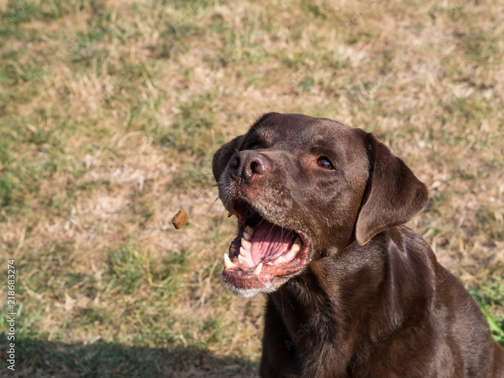 Brown Labrador Retriever Dog