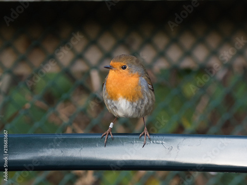 Red-Breasted Robin Perched on Wooden Table Searching for Crumbs in Autumn