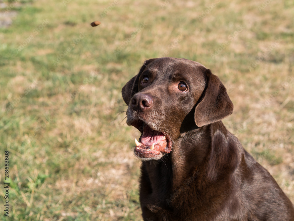 Brown Labrador Retriever Dog