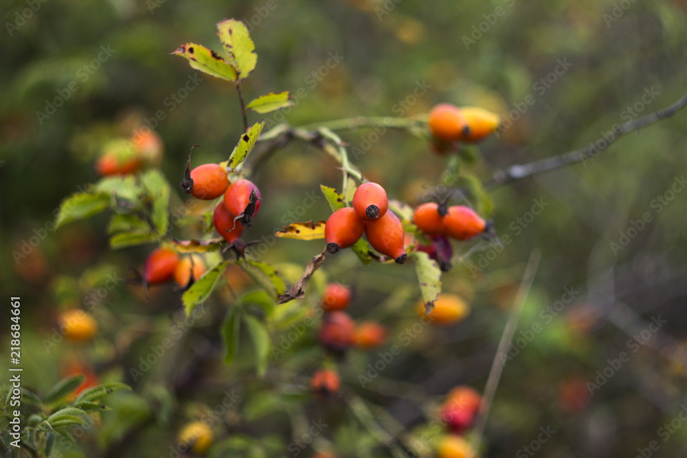Ripe rose hips, Young woman collects crop of medicinal plants, background