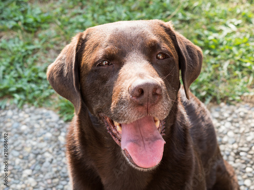 Brown Labrador Retriever Dog