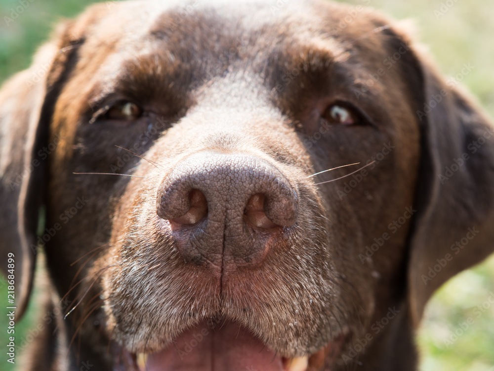 Brown Labrador Retriever Dog Nose Close Up Brown Labrador Retriever Dog Nose Close Up