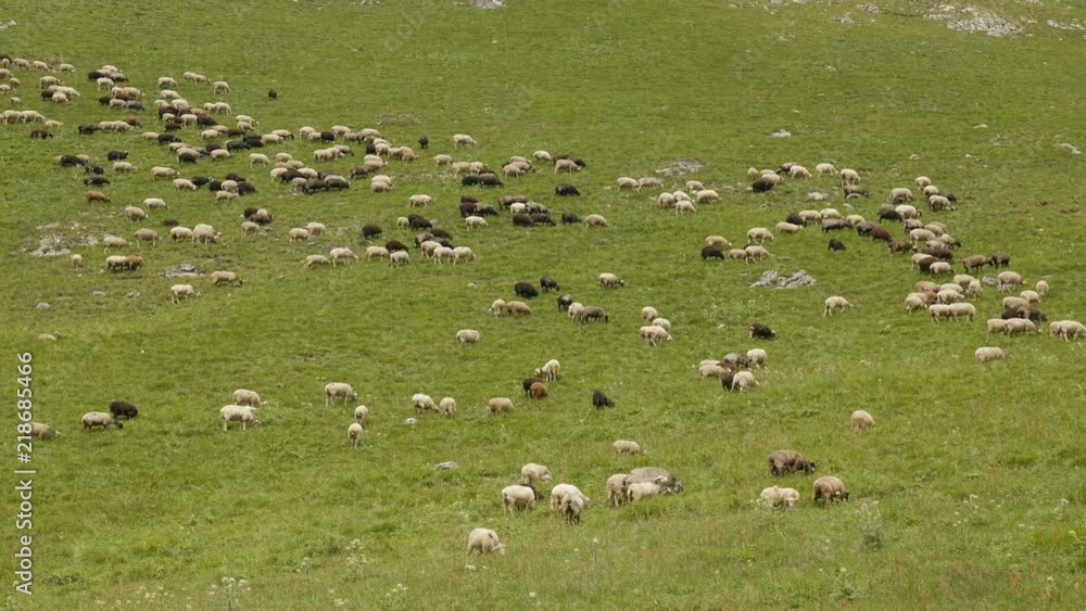 on the mountain graze white and black sheep in the summer on a green meadow on the mountain graze white and black sheep in the summer on a green meadow