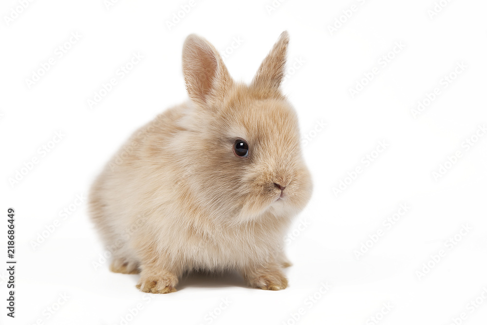 Red bunny rabbit portrait looking frontwise to viewer on white background