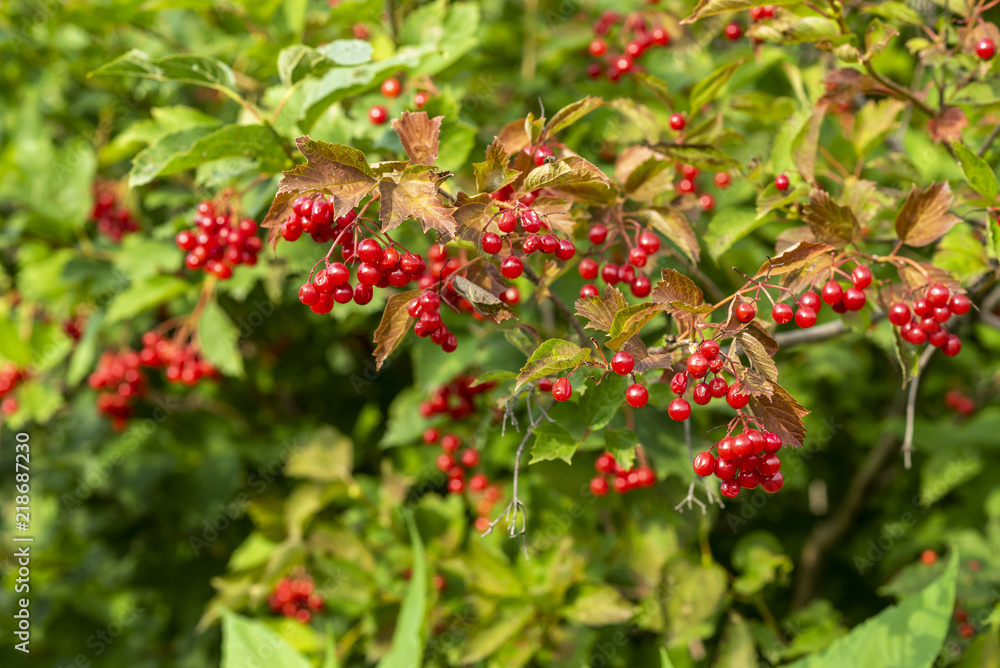ripe red viburnum on branches of a bush