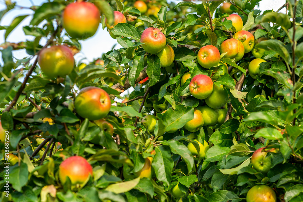 ripe apples on the branches of a tree