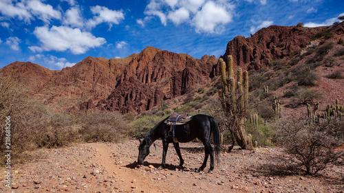 A horse takes a break during a riding tour of the Quebrada Palmira & Canyon del Inca, near Tupiza, Bolivia photo