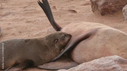 Seal pup feeding her mother's milk photo