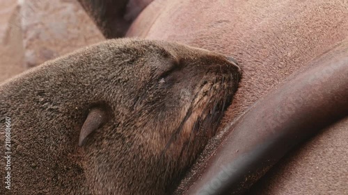 Close up of seal pup feeding her mother's milk photo