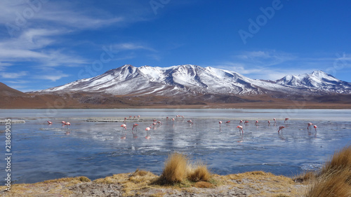 Flamingos feeding on the frozen waters of Laguna Hedionda, Sud Lipez, Uyuni, Bolivia