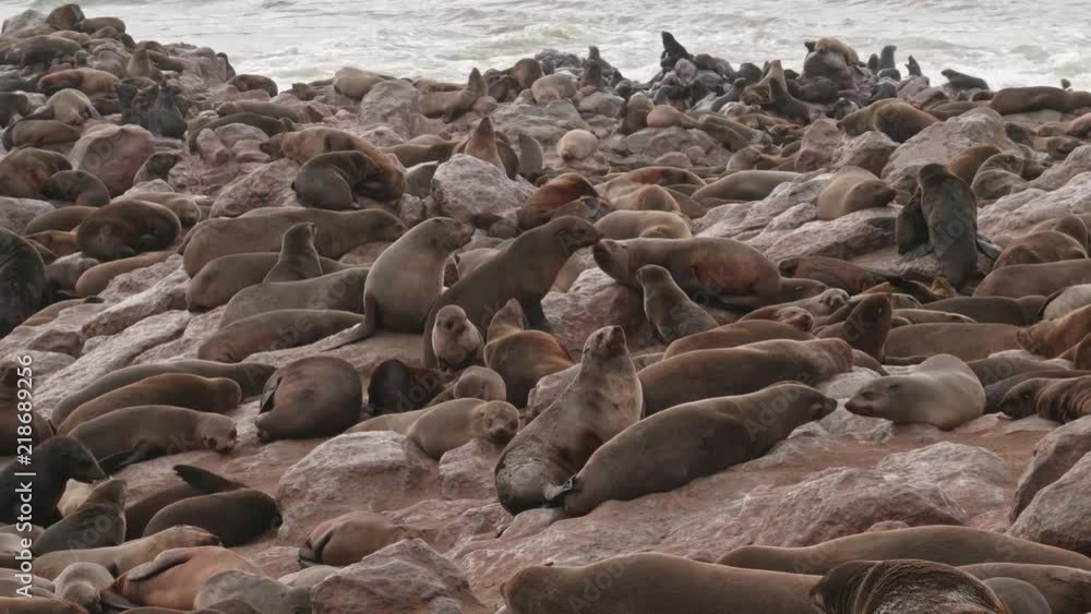 A lot of seals rest on the seashore A lot of seals rest on the seashore