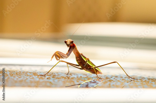 Cute smiling mantis praying in the summer rain