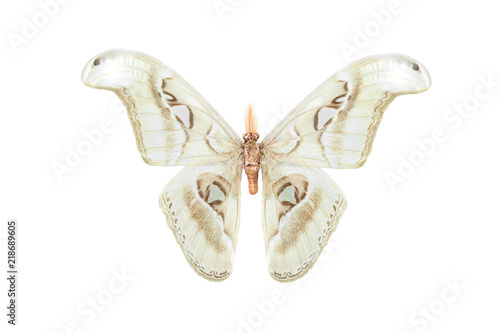 A giant moth isolated on white background photo