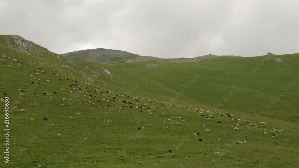 on the mountain graze white and black sheep in the summer on a green meadow on the mountain graze white and black sheep in the summer on a green meadow