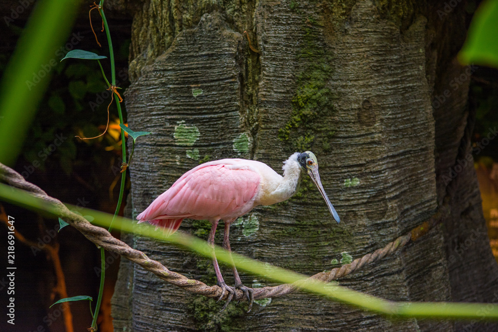 Obraz premium Pink and White Bird