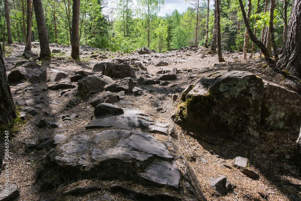 Irresistible forest grows on the stone banks of the river Irresistible forest grows on the stone banks of the river