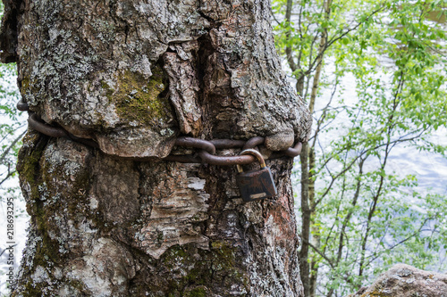 The old birch is tied with an iron chain.