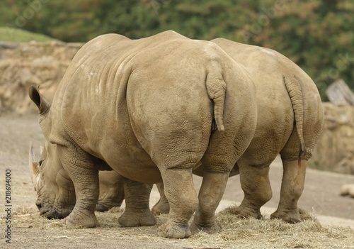 Two Rhinos 1