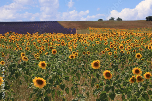 Fototapeta Naklejka Na Ścianę i Meble -  Sunflower field in French Provence with lavender in the background 