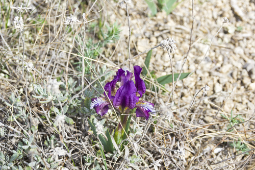Fototapeta Naklejka Na Ścianę i Meble -  Blossoming blue iris on a mountain meadow.