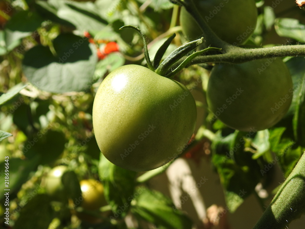 green tomato green tomato