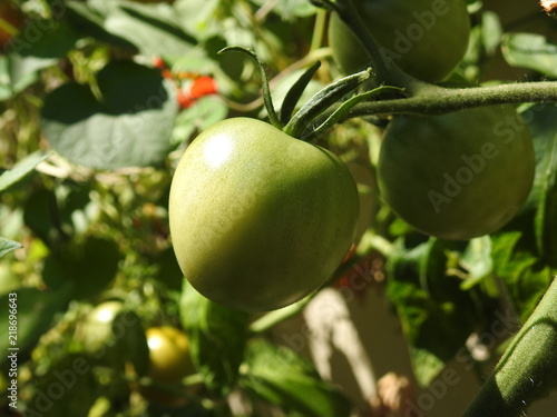green tomato