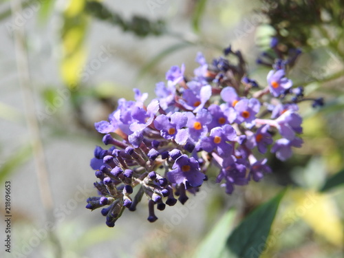 purple lilac