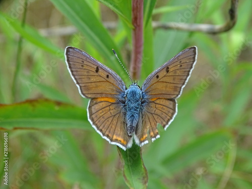 Niebieskobrązowy motyl na liściu © Bernard