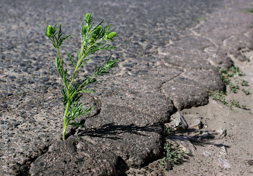 A crack in the asphalt. Grass common ragweed growing in a crack on the road. plant allergen. photo