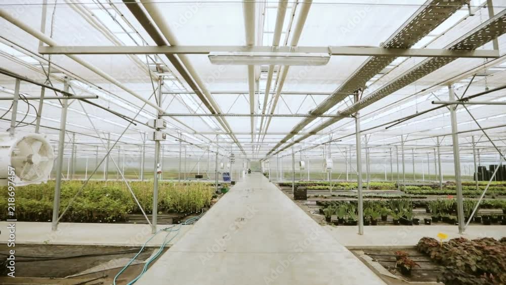 Growing green salats and vegetables in the modern greenhouse. Growing green salats and vegetables in the modern greenhouse.