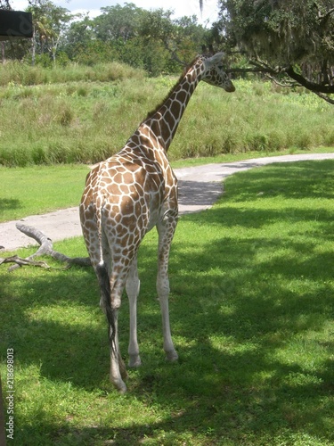 Canvas Print Giraffes
