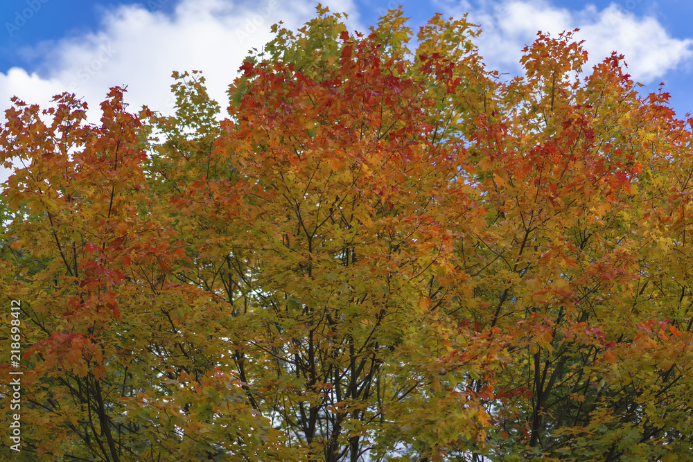 Bright foliage against sky with clouds, autumn park Bright foliage against sky with clouds, autumn park