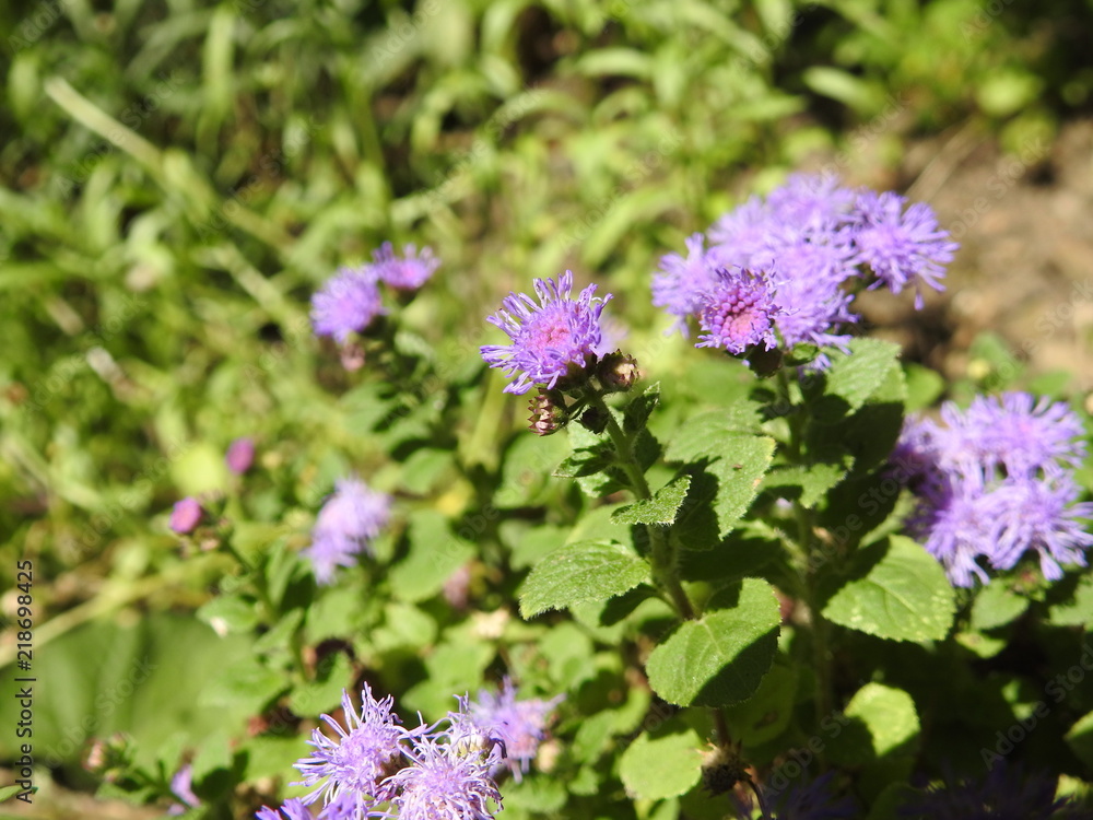 purple flowers purple flowers