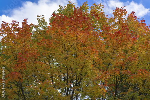 Wallpaper Mural Bright foliage against sky with clouds, autumn park Torontodigital.ca