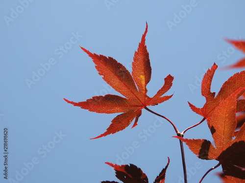 red maple leaf