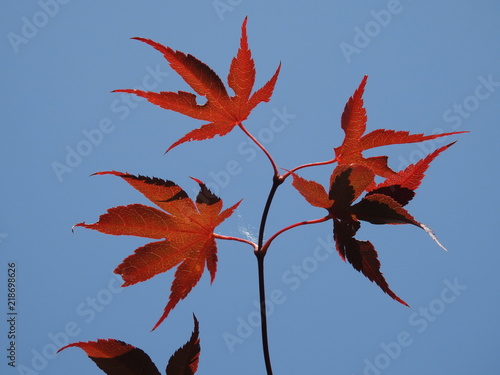 maple leaves