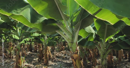Banana trees on the plantation