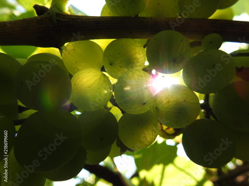 macro grapes