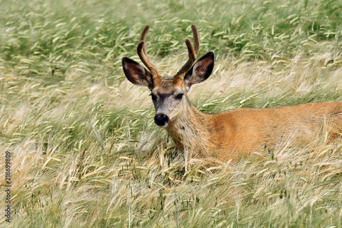 Young Deer in Grain Field 