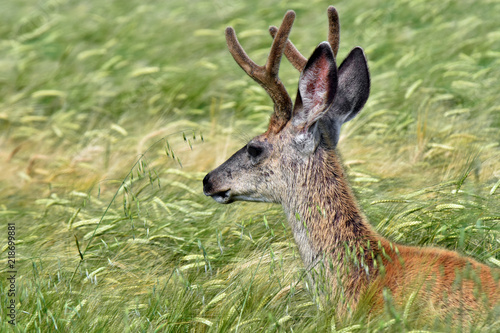 Fototapeta Naklejka Na Ścianę i Meble -  Young Deer in Grain Field 