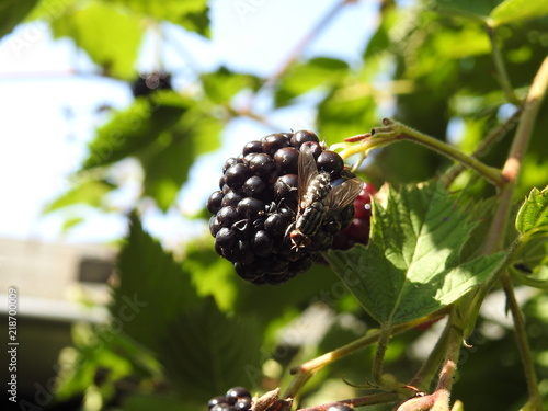 fly on blackberry