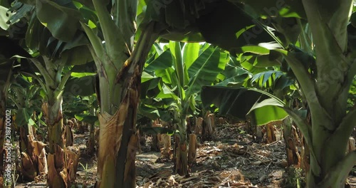 Organic banana plantation