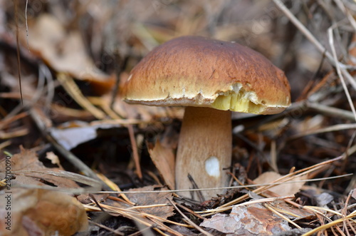 white mushroom in the forest in autumn