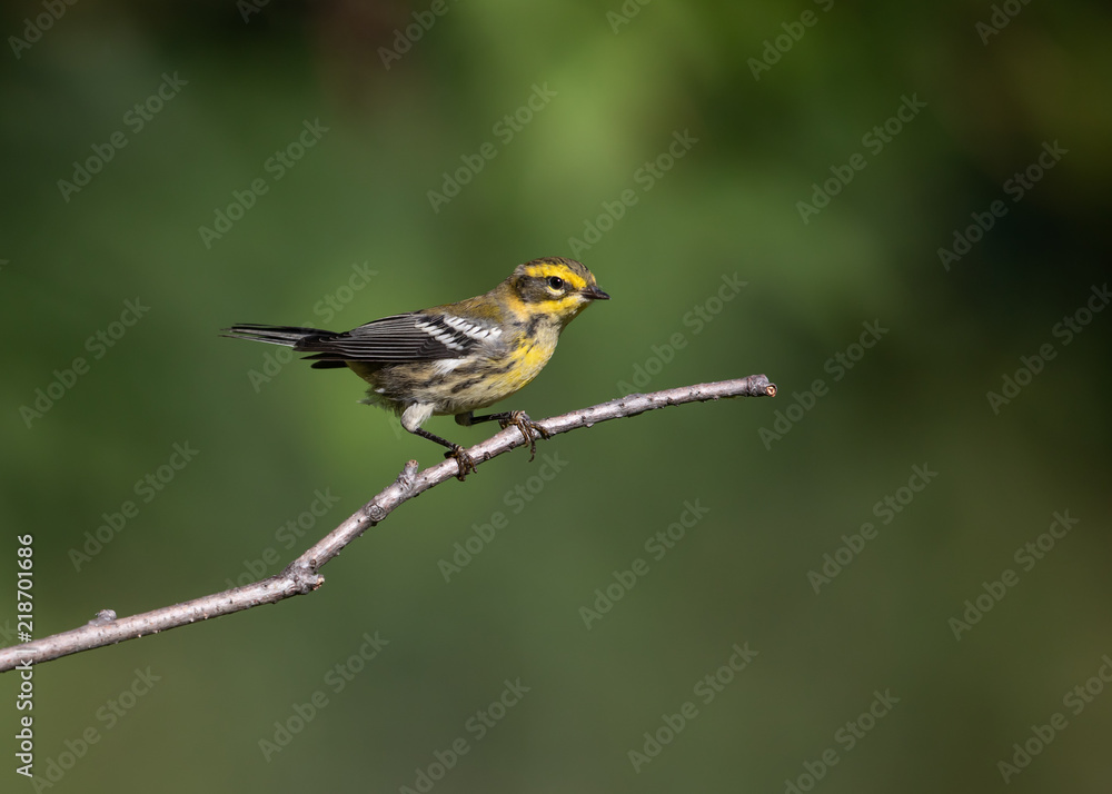 Townsend's Warbler