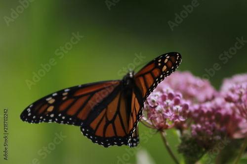 butterfly on flower © mynewturtle