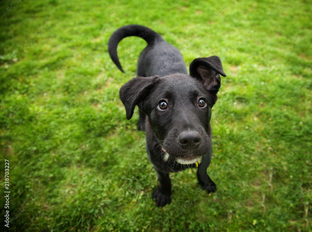 Black Labrador Retriever